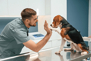 Tierarzt gibt Beagle in moderner Praxis ein High-Five auf dem Untersuchungstisch – freundlicher Umgang bei der Hundeuntersuchung.