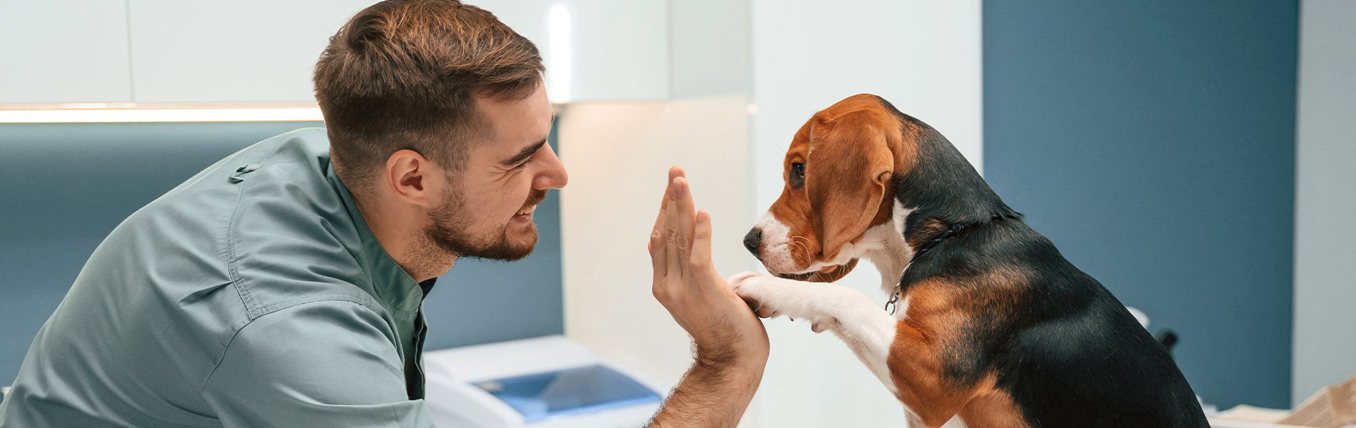 Tierarzt gibt Beagle in moderner Praxis ein High-Five auf dem Untersuchungstisch – freundlicher Umgang bei der Hundeuntersuchung.